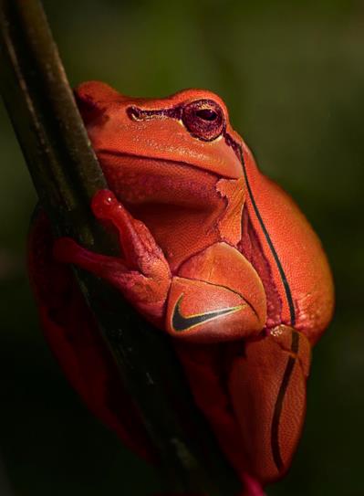 Photoshop Design by Dziedzic