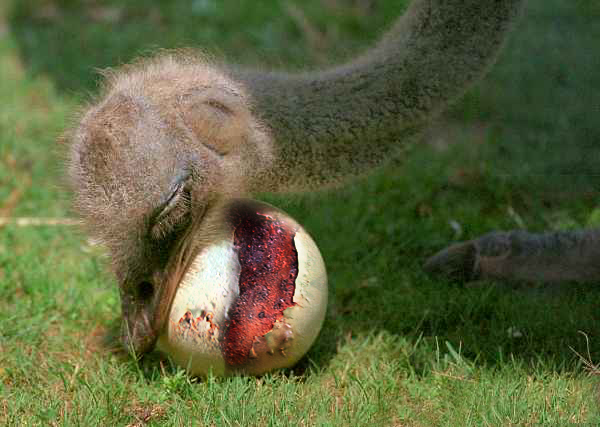 Design Photoshop par panaloliver2989 pour DesignCrowd (Community Contests) | Design #9056040