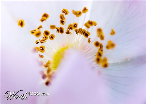 Photography by MerlinFoto