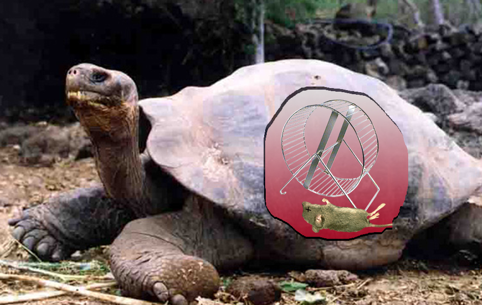 Diseño de Photoshop por pgaffney para DesignCrowd (Community Contests) | Diseño #9045241