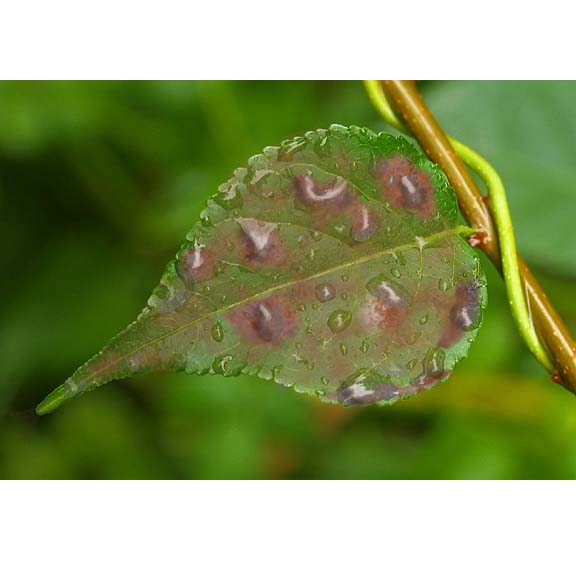 Diseño de Photoshop por h2oscienceguy081 para DesignCrowd (Community Contests) | Diseño #9056054