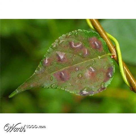 Photoshop Design by h2oscienceguy081