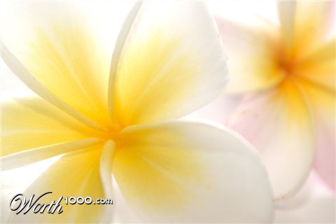 Photography by flash7
