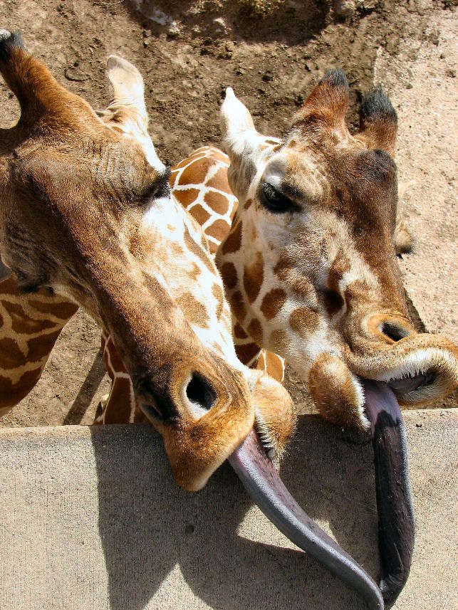 Photography by Suziecuchon for DesignCrowd (Community Contests) | Design #9053746