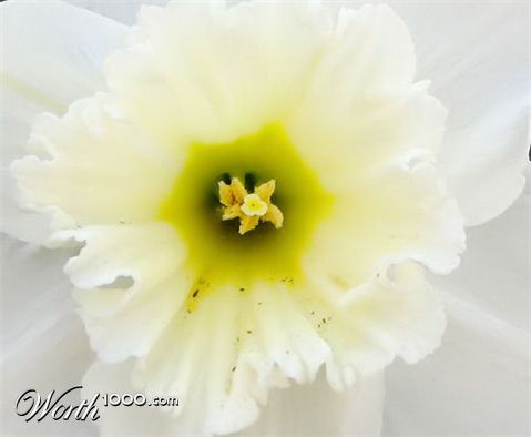 Photography by Suziecuchon