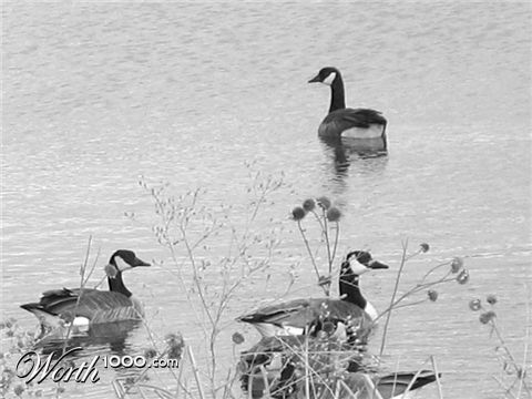 Photography by gzusfrk