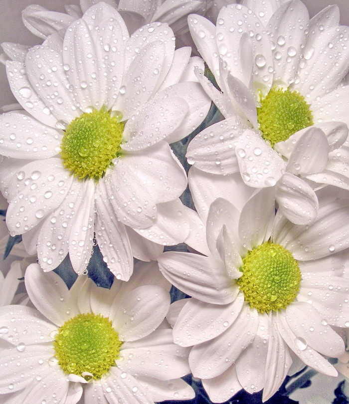 Photographie par mzmzmzmz pour DesignCrowd (Community Contests) | Design #9063248