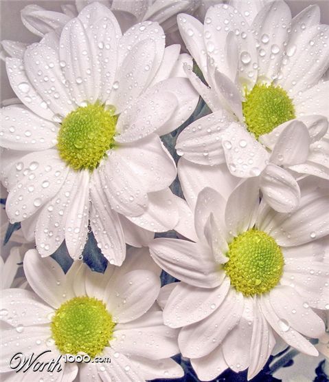 Photography by mzmzmzmz