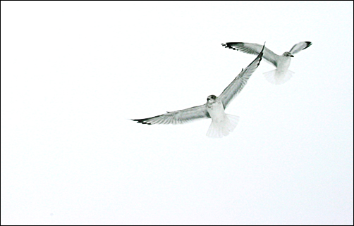 Photography by dollyllama for DesignCrowd (Community Contests) | Design #9063243