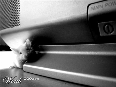 Photography by Cendira