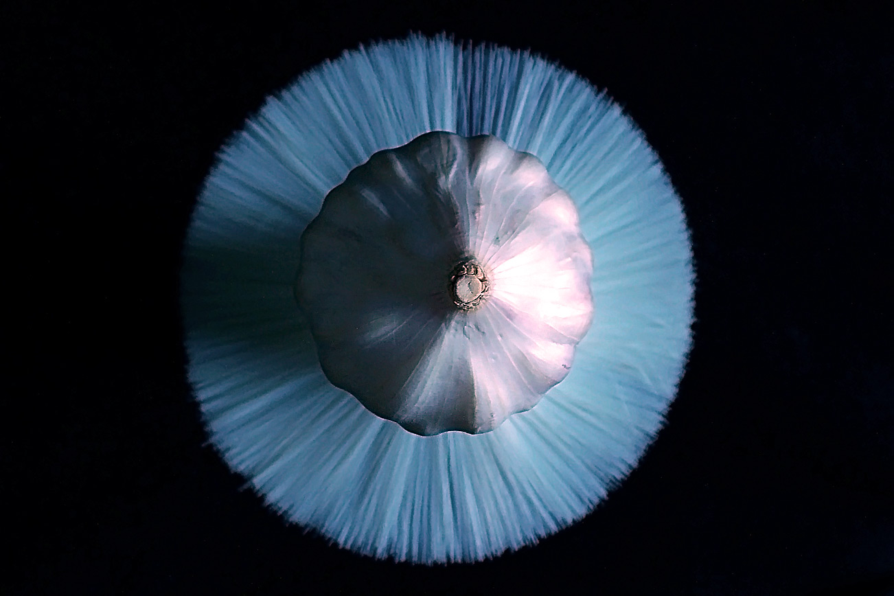 Photography by Prashantzi for DesignCrowd (Community Contests) | Design #9053865