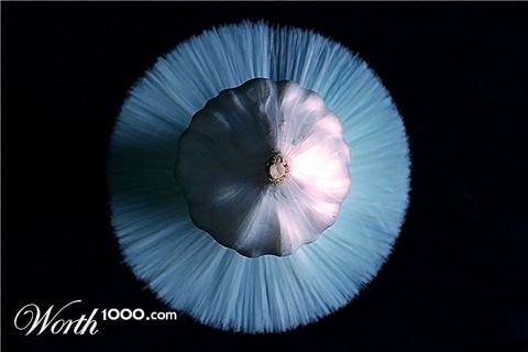 Photography by Prashantzi