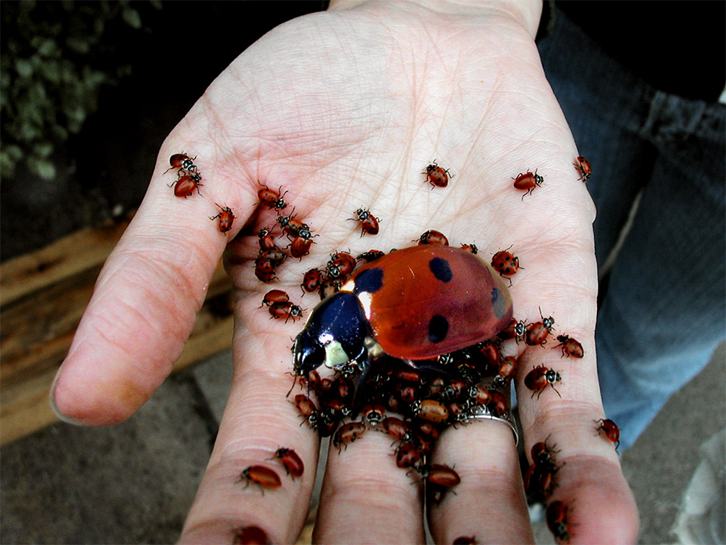 Photoshop-Design von asmorod für DesignCrowd (Community Contests) | Design #9055199