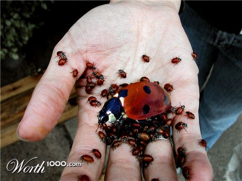 Photoshop Design by asmorod