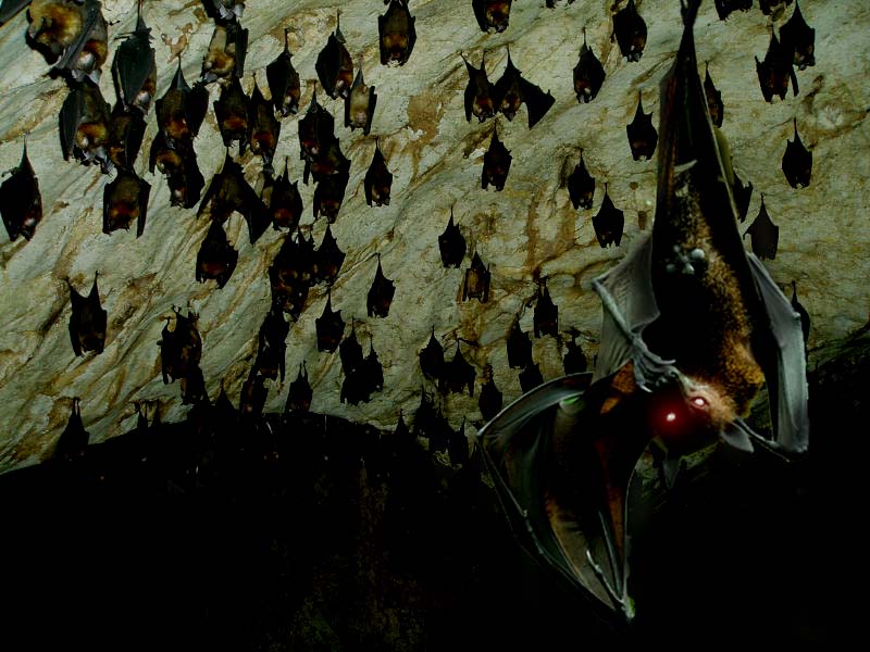 Diseño de Photoshop por GrogAlegutz para DesignCrowd (Community Contests) | Diseño #9055257