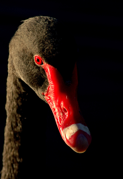 Fotografie von kimbomac für DesignCrowd (Community Contests) | Design #9056906