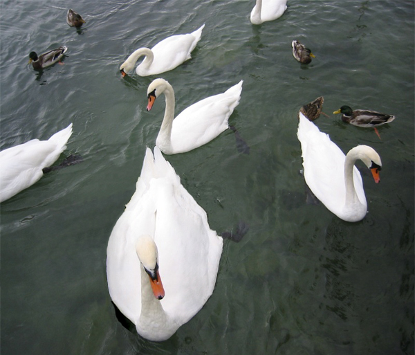 Diseño de Photoshop por deqr00 para DesignCrowd (Community Contests) | Diseño #9055271