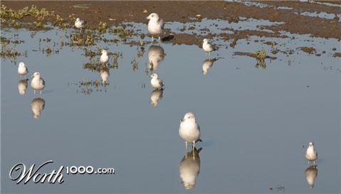 Photoshop Design by Sjerrul