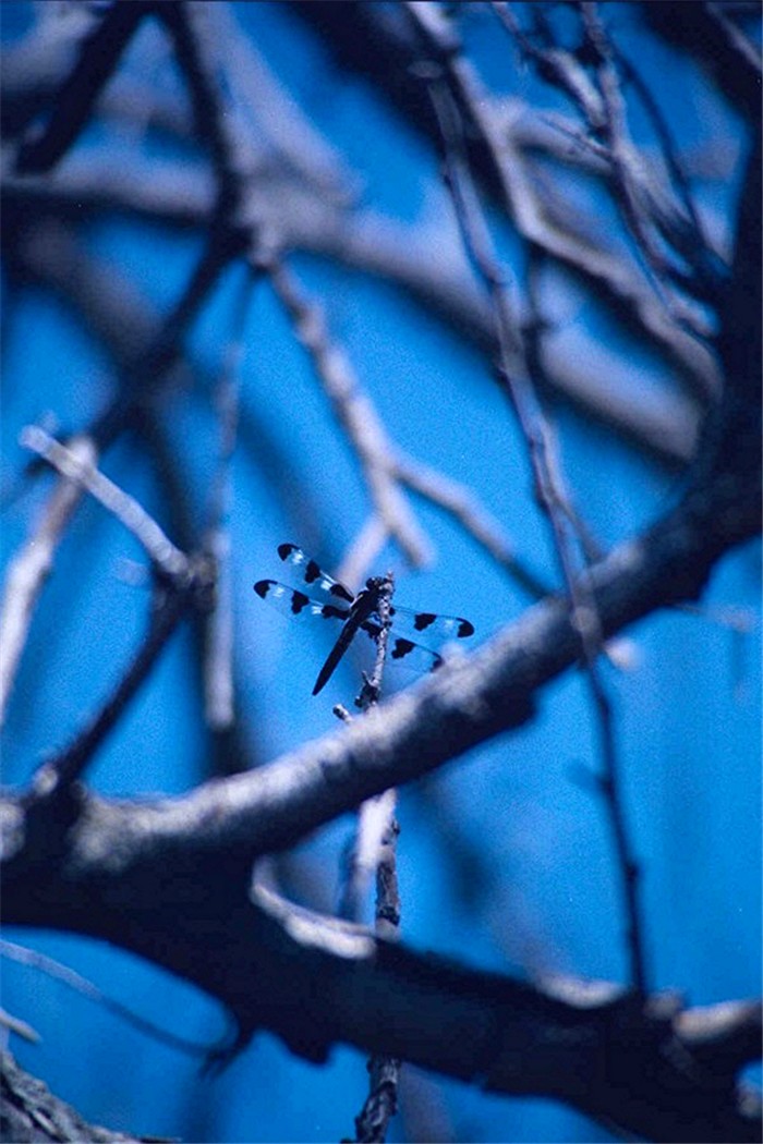 Photography by Lens2world for DesignCrowd (Community Contests) | Design #9044585