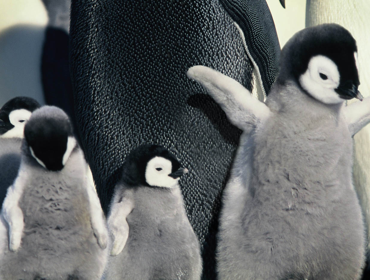 Photoshop Design by n1hustla for DesignCrowd (Community Contests) | Design #9055286