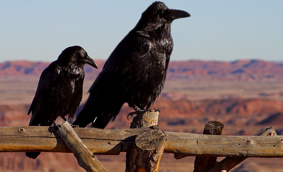 Photoshop Design by Dylkan for DesignCrowd (Community Contests) | Design #9055336