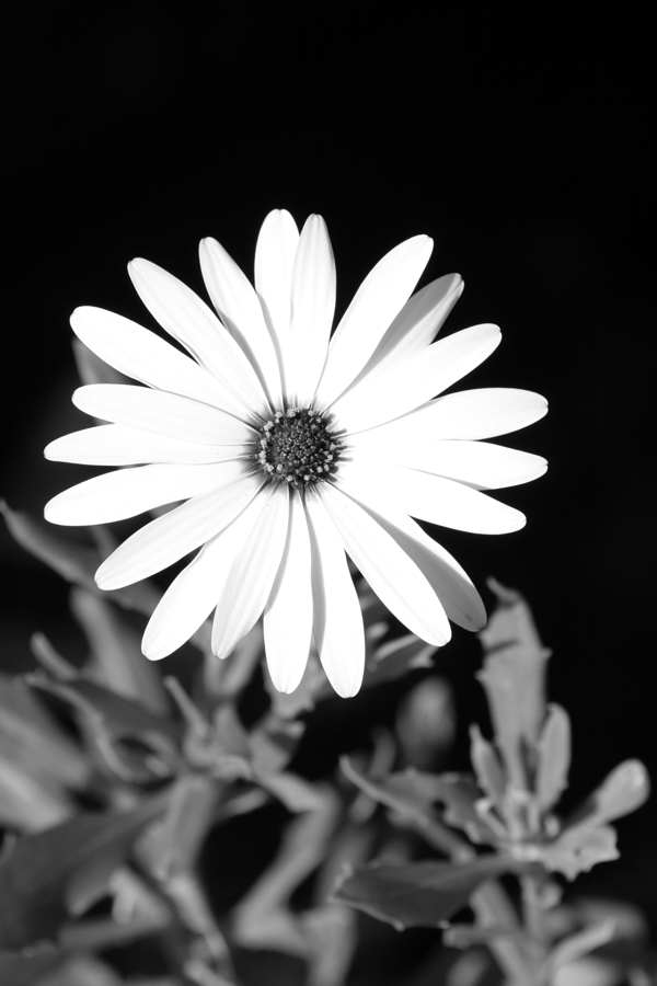 Photography by mediocre for DesignCrowd (Community Contests) | Design #9056999