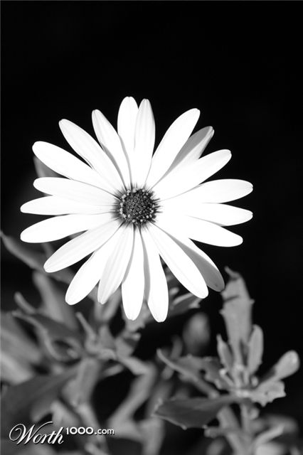 Photography by mediocre