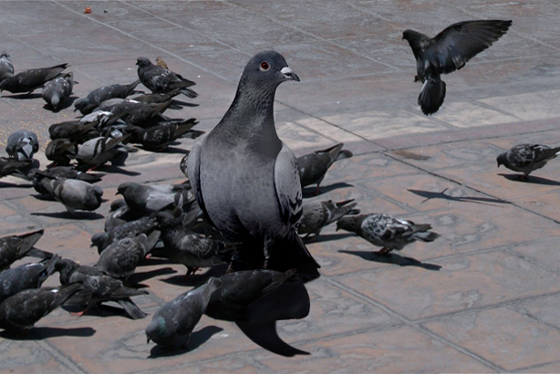 Photoshop Design by tomas099 for DesignCrowd (Community Contests) | Design #9055376