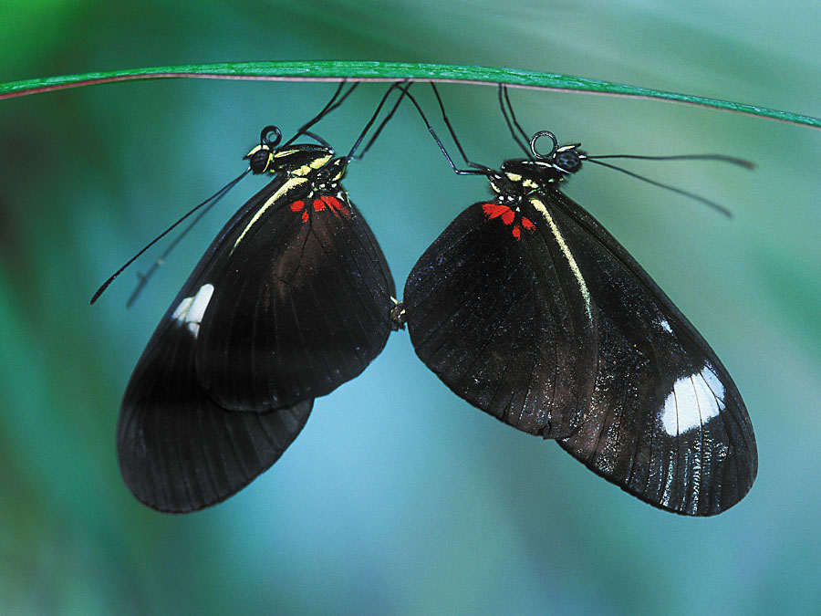 Fotografía por Boomby para DesignCrowd (Community Contests) | Diseño #9053839