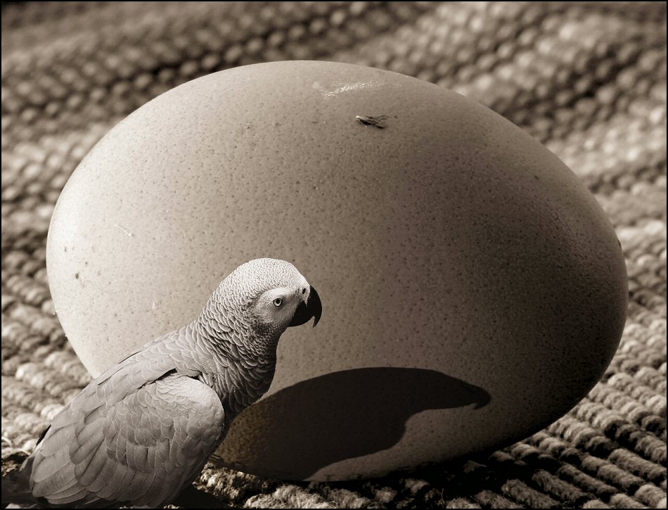 Fotografía por Juicer para DesignCrowd (Community Contests) | Diseño #9054985