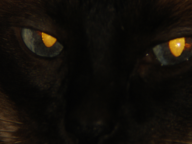 Fotografía por Milkbeard para DesignCrowd (Community Contests) | Diseño #9057036