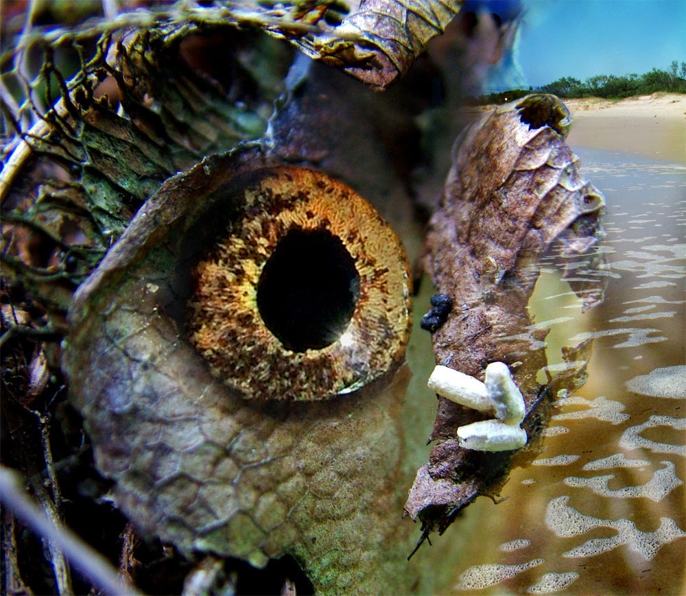 Photoshop Design by ozplasmic for DesignCrowd (Community Contests) | Design #9052395