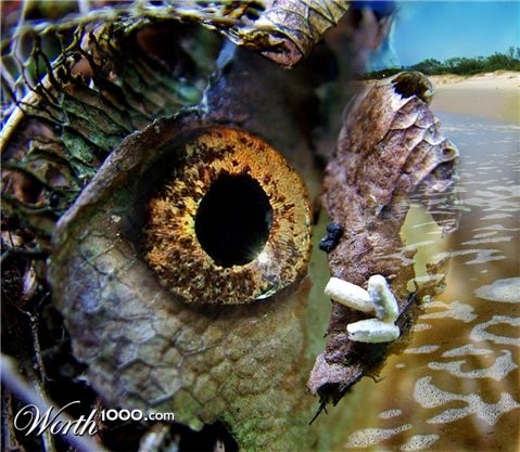 Photoshop Design by ozplasmic