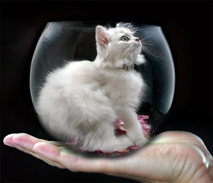 Fotografie von isabellaleung für DesignCrowd (Community Contests) | Design #9055004