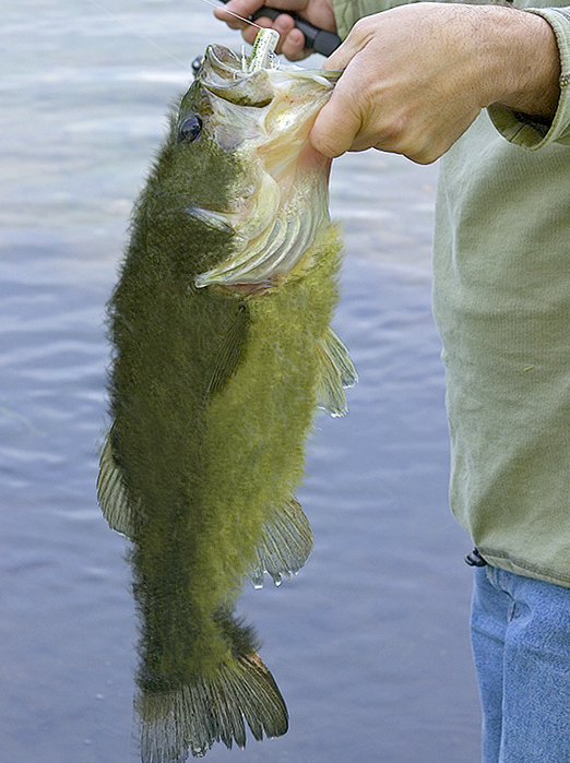 Photoshop Design by BethanyMarie for DesignCrowd (Community Contests) | Design #9054242