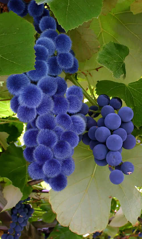 Photoshop-Design von hotweaselsoup für DesignCrowd (Community Contests) | Design #9054427