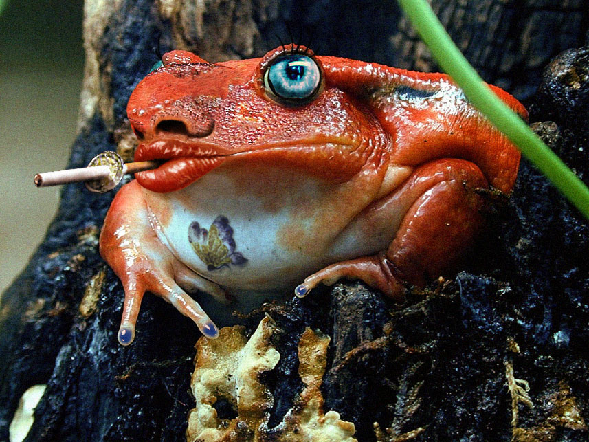 Diseño de Photoshop por Avederp para DesignCrowd (Community Contests) | Diseño #9055754