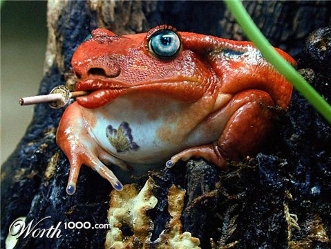 Photoshop Design by Avederp