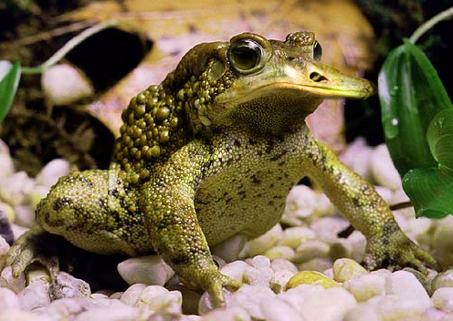 Photoshop Design by BethanyMarie for DesignCrowd (Community Contests) | Design #9055762