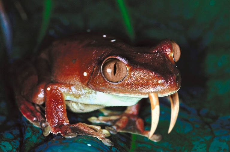 Photoshop Design by Kryptomaniacle for DesignCrowd (Community Contests) | Design #9055846