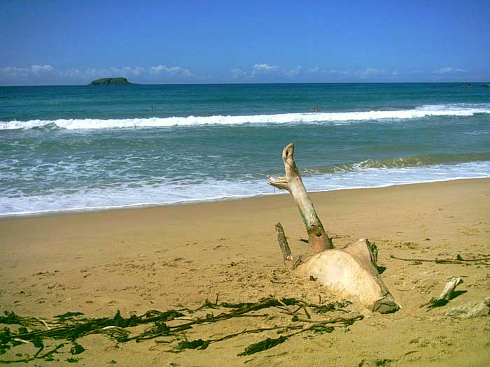 Photography by koala222 for DesignCrowd (Community Contests) | Design #9045487