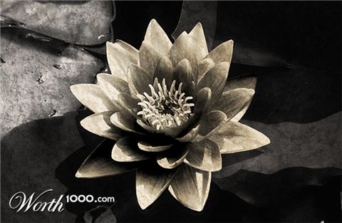 Photoshop Design by LessZoa