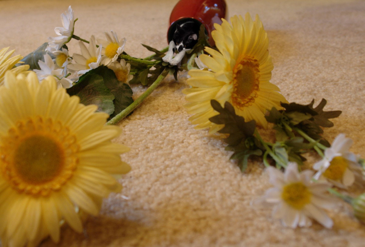 Photography by Meesch for DesignCrowd (Community Contests) | Design #9055029