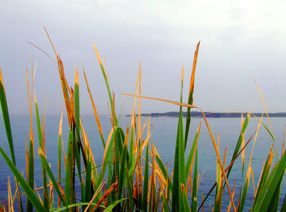 Fotografía por hotchiproll para DesignCrowd (Community Contests) | Diseño #9045314