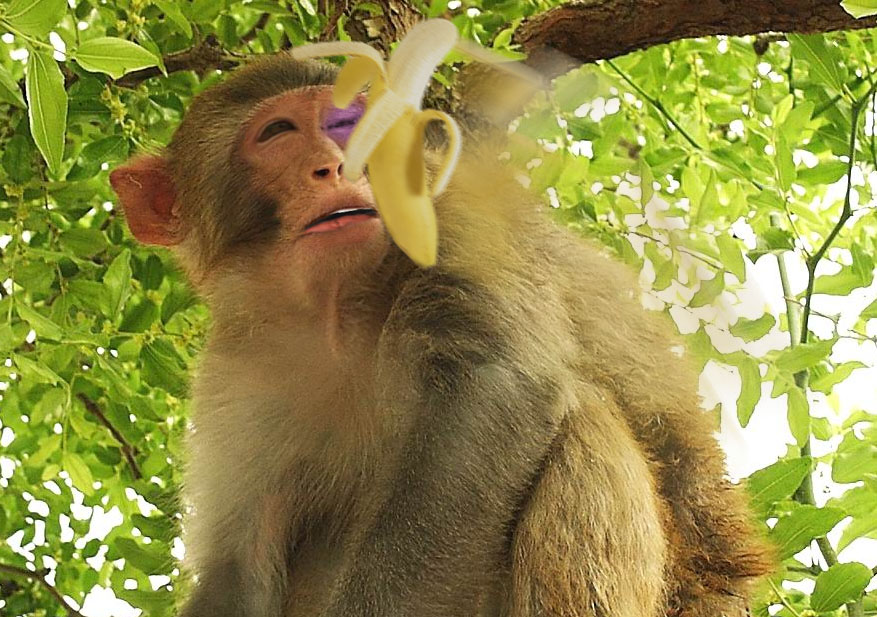 Photoshop Design by Ruberduck for DesignCrowd (Community Contests) | Design #9053252