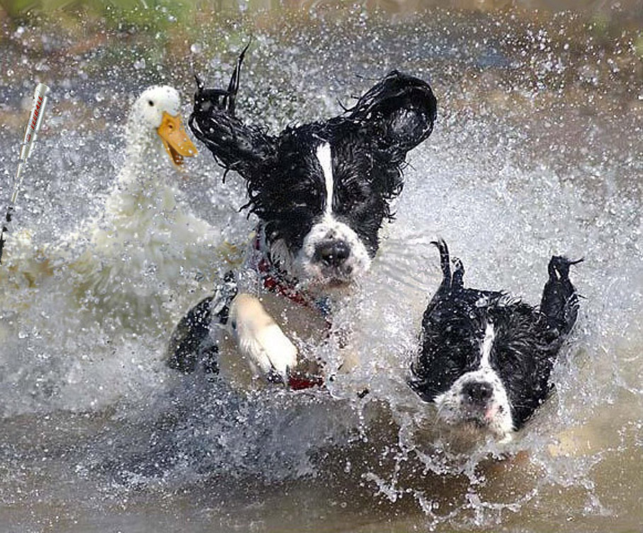 Photoshop Design by wannabe for DesignCrowd (Community Contests) | Design #9053311