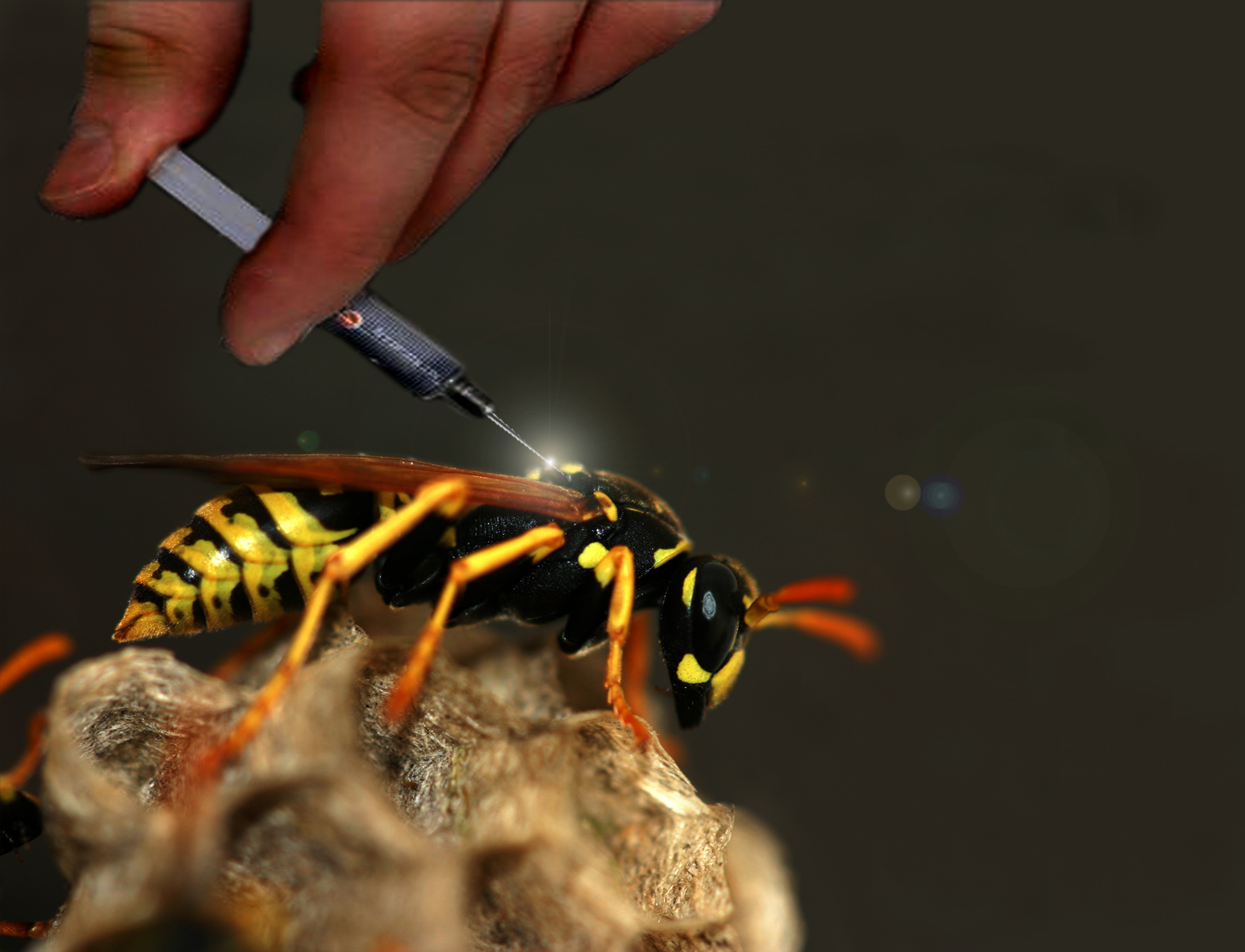 Photoshop Design by withfang for DesignCrowd (Community Contests) | Design #9053384