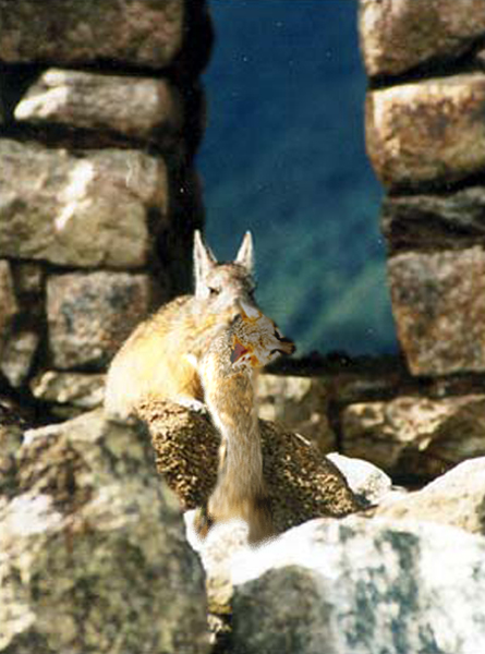 Photoshop Design by RoseDragoon for DesignCrowd (Community Contests) | Design #9053486