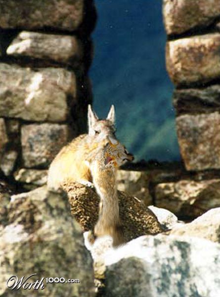 Photoshop Design by RoseDragoon