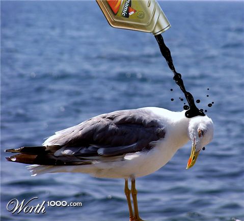 Photoshop Design by A1A1L1O1A1A1M2